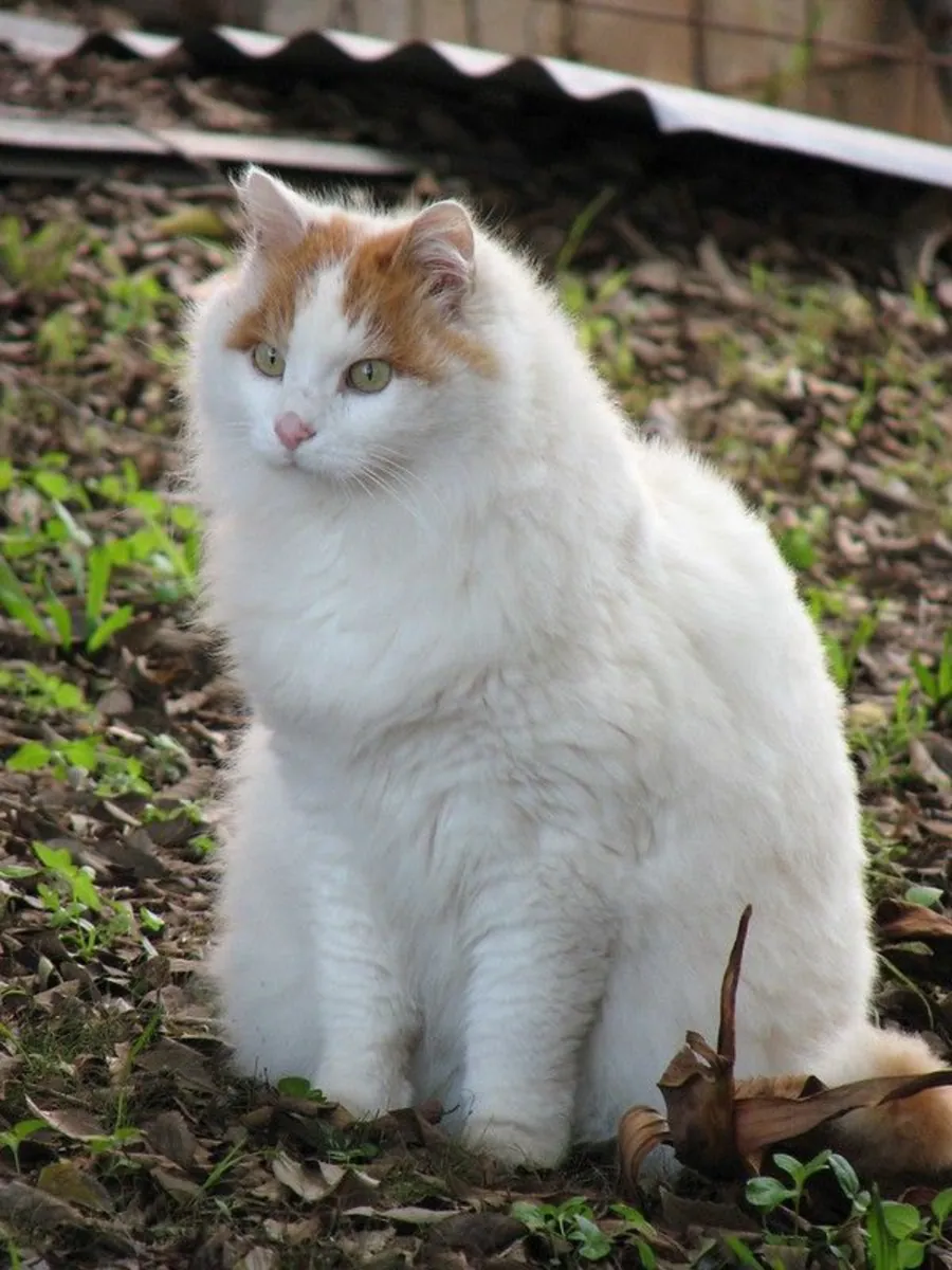 Turkish Van for Sale | Playful, Confident | Loves Water and Interaction