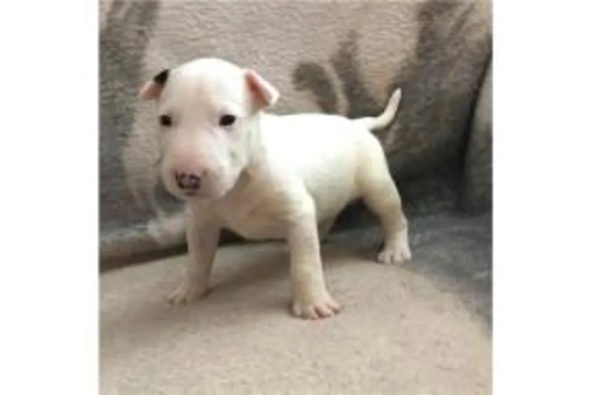 Cachorros de Bull Terrier Inglés. Quedan una hembra y un macho listos para irse a su nuevo hogar.