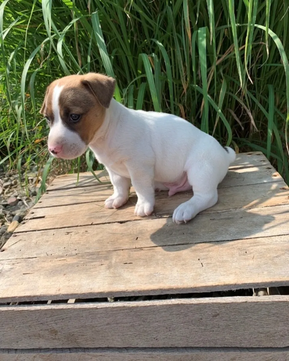 Good Quality Jack Russelpuppy 
