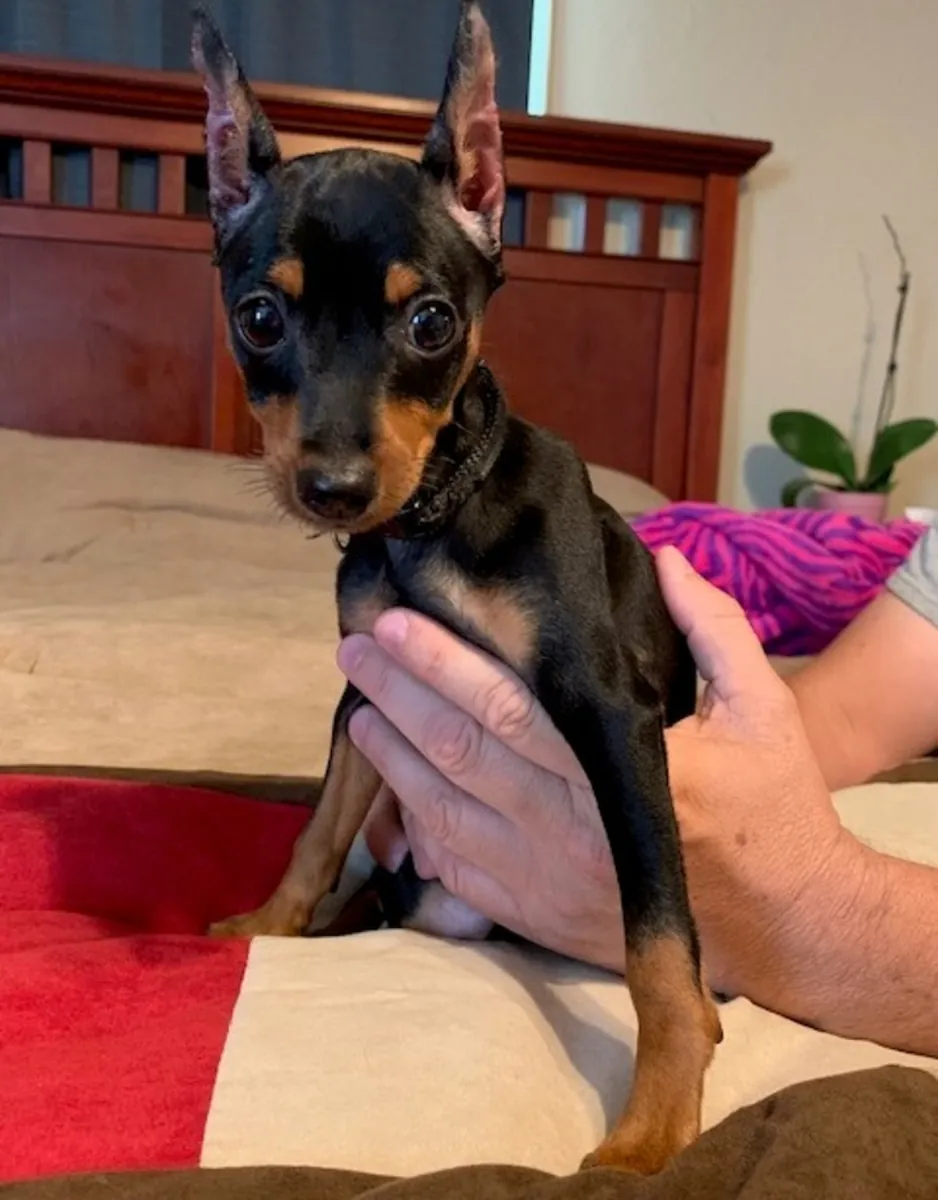    Kc Reg Miniature Pinscher Puppies   