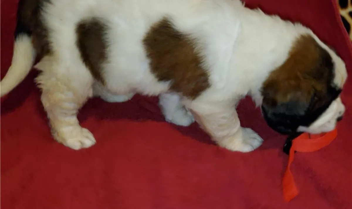   Smooth & Rough Coated Saint Bernard Puppies 