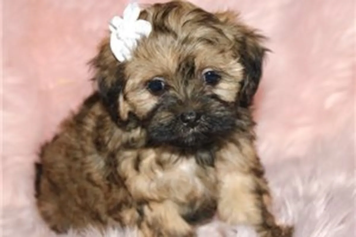 Beautiful Shihpoo Puppies 