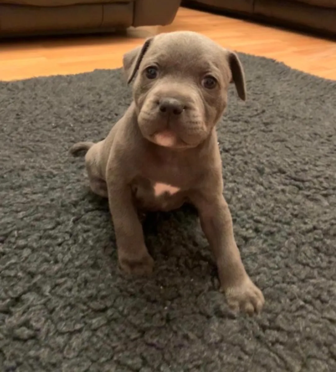    Staffordshire Bull Terrier Puppies 