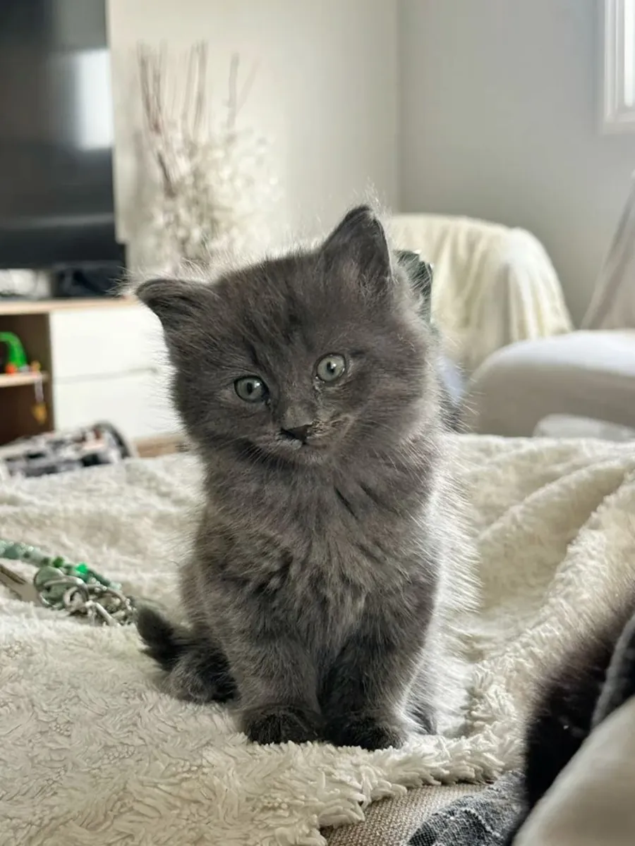 Nebelung à vendre | Élégant, réservé | Très attaché à son humain