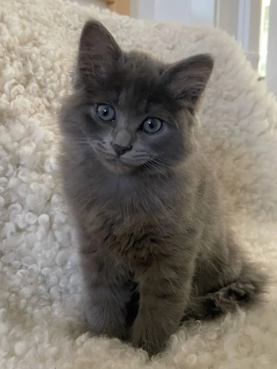 Nebelung à vendre | Élégant, réservé | Très attaché à son humain