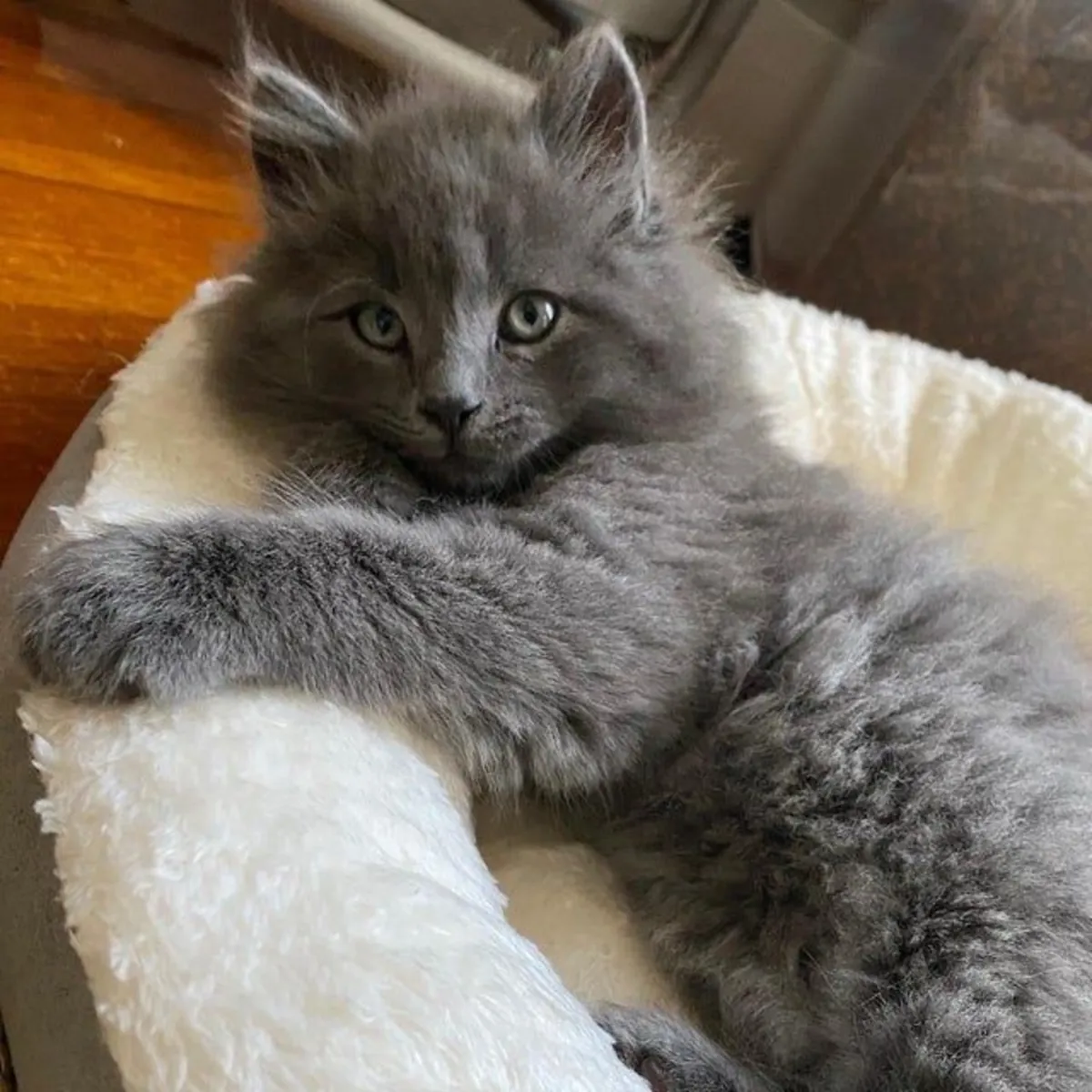 Nebelung à vendre | Élégant, réservé | Très attaché à son humain