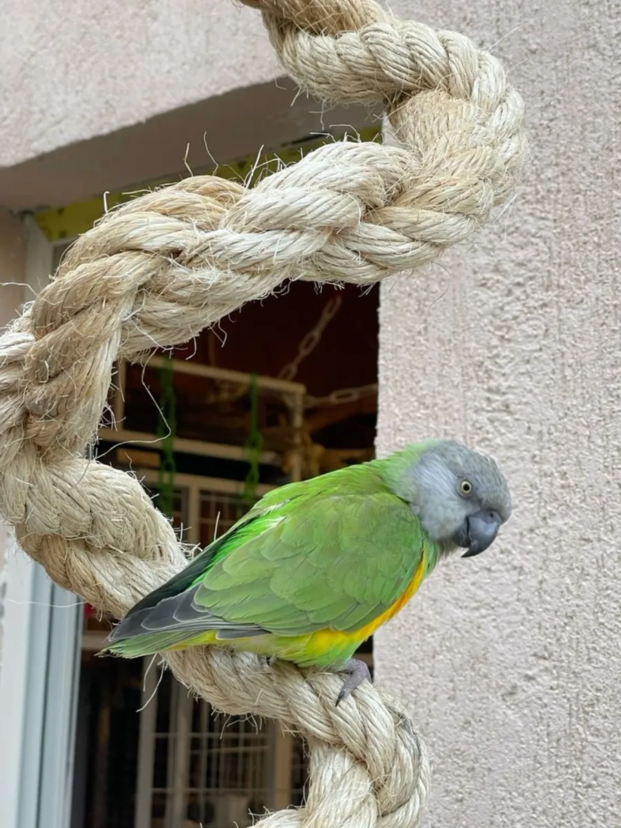 Senegal parrot for sale | Intelligent, observant | Apartment living OK