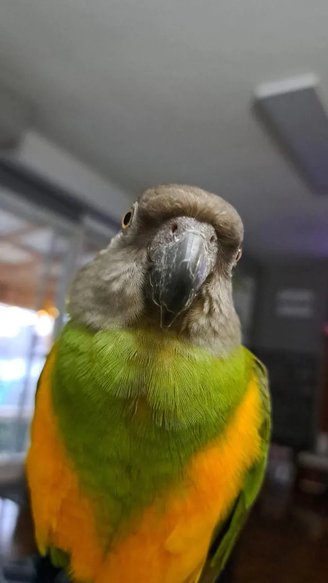 Senegal parrot for sale | Intelligent, observant | Apartment living OK