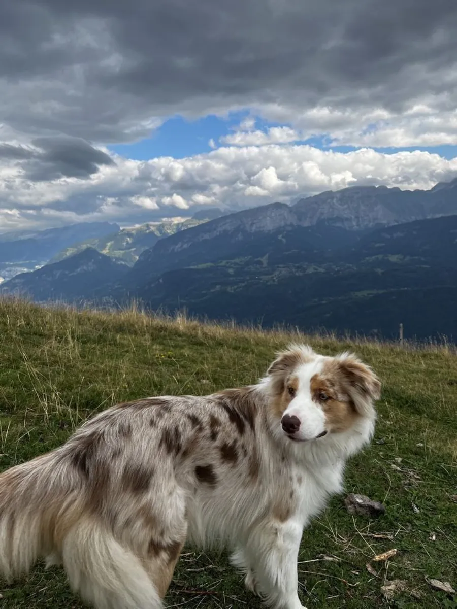 Berger Australien à vendre | Très proche de l’humain | Besoin de vraie présence