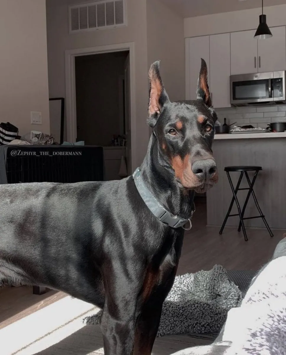 Dobermann pour saillie | Caractère stable | Approche sérieuse uniquement