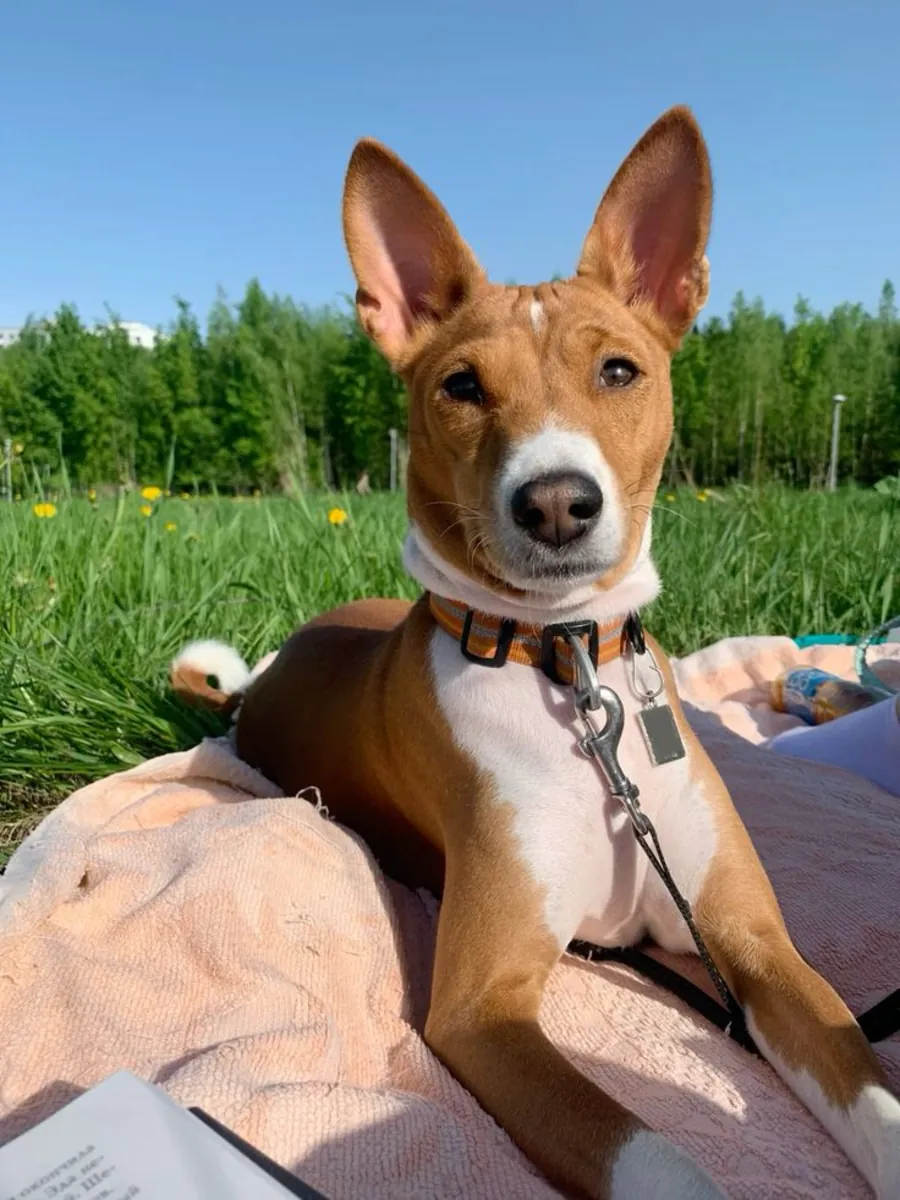 Basenji à vendre | Calme à la maison, indépendant | Pas un chien “classique”