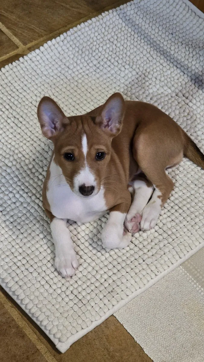 Basenji à vendre | Calme à la maison, indépendant | Pas un chien “classique”