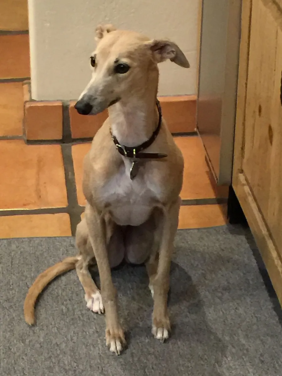 Whippet à vendre | Calme à la maison, élégant | Idéal pour les appartements