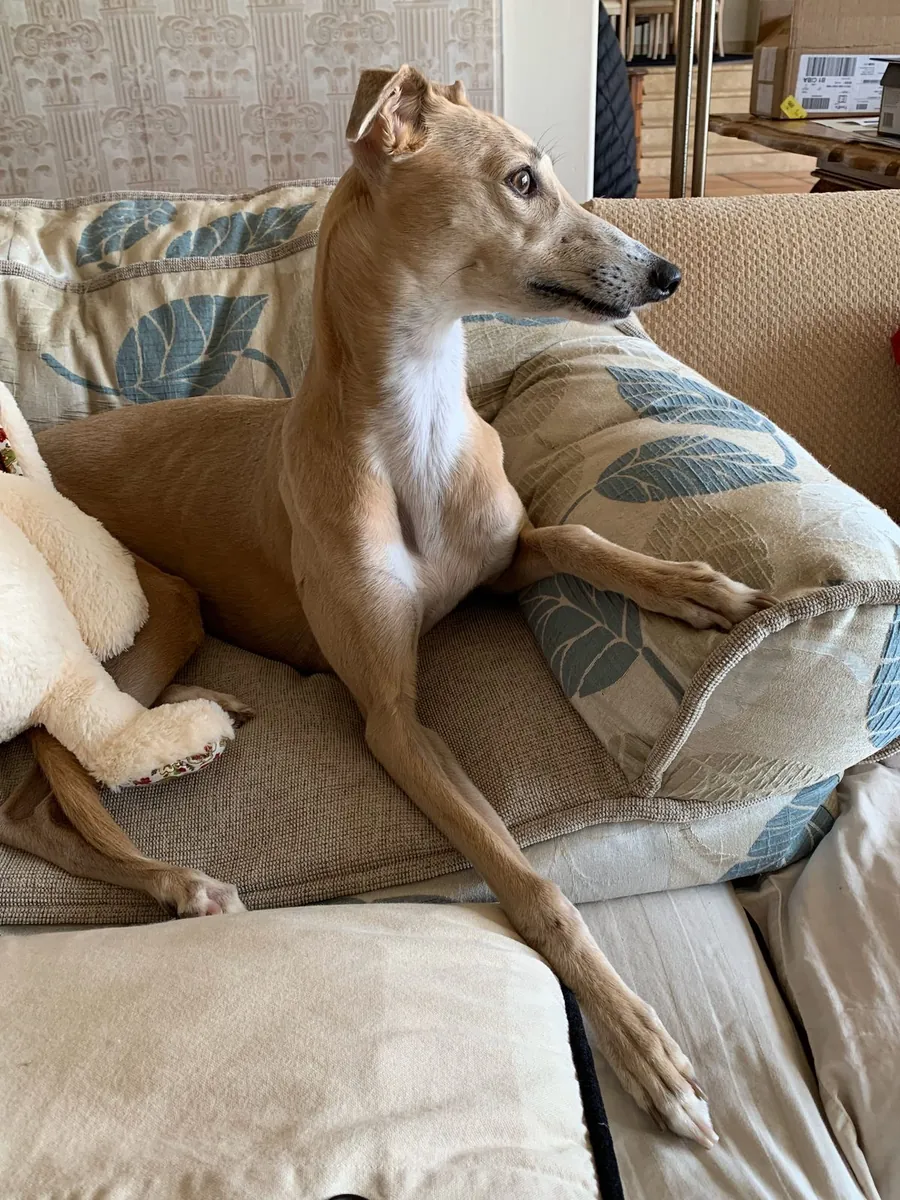 Whippet à vendre | Calme à la maison, élégant | Idéal pour les appartements