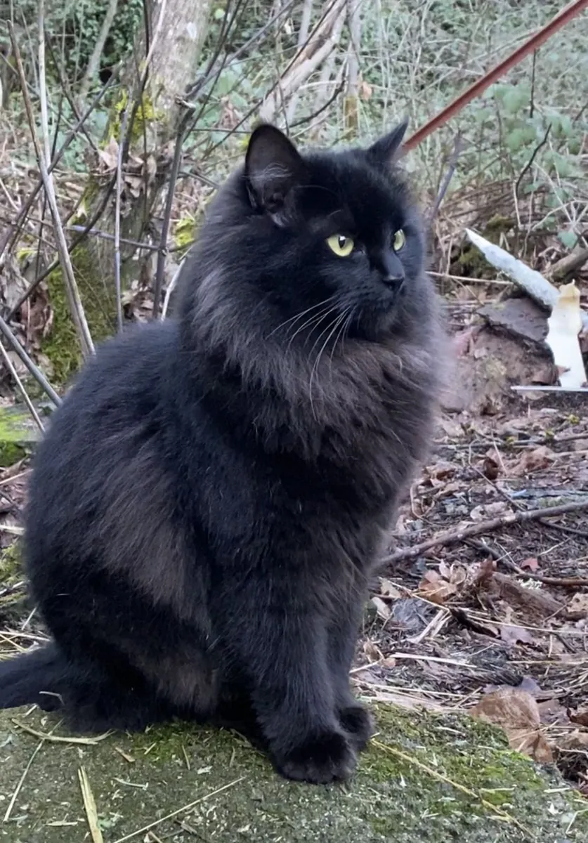 Chat des forêts norvégiennes à vendre | Indépendant mais affectueux | Très équilibré