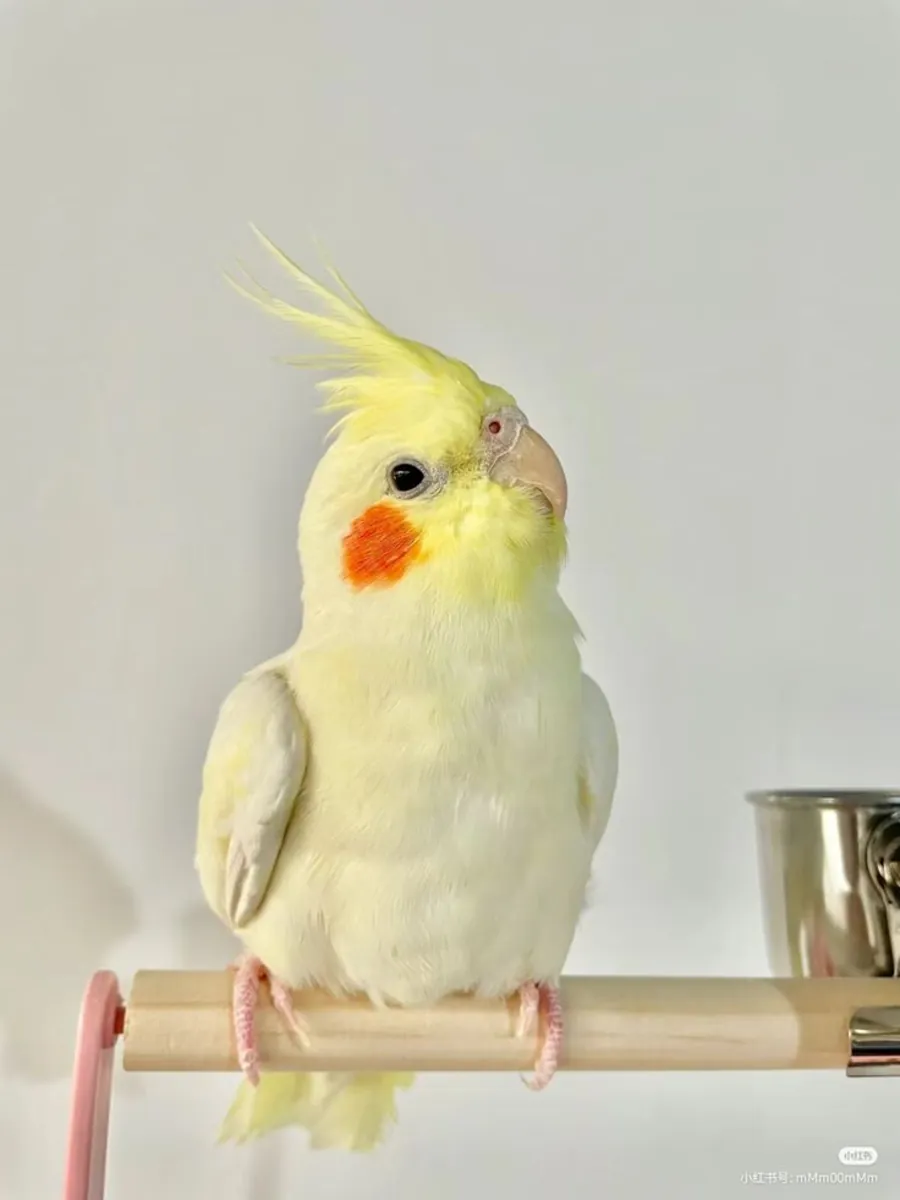 Perruche calopsitte perdue | Très sociable | Réagit aux sifflements