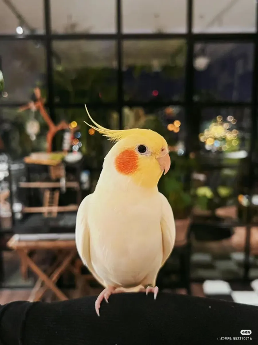 Perruche calopsitte perdue | Très sociable | Réagit aux sifflements