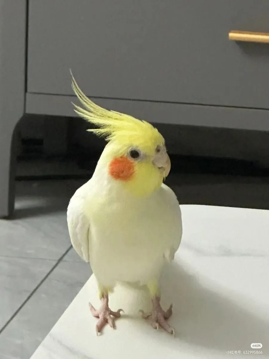 Perruche calopsitte perdue | Très sociable | Réagit aux sifflements