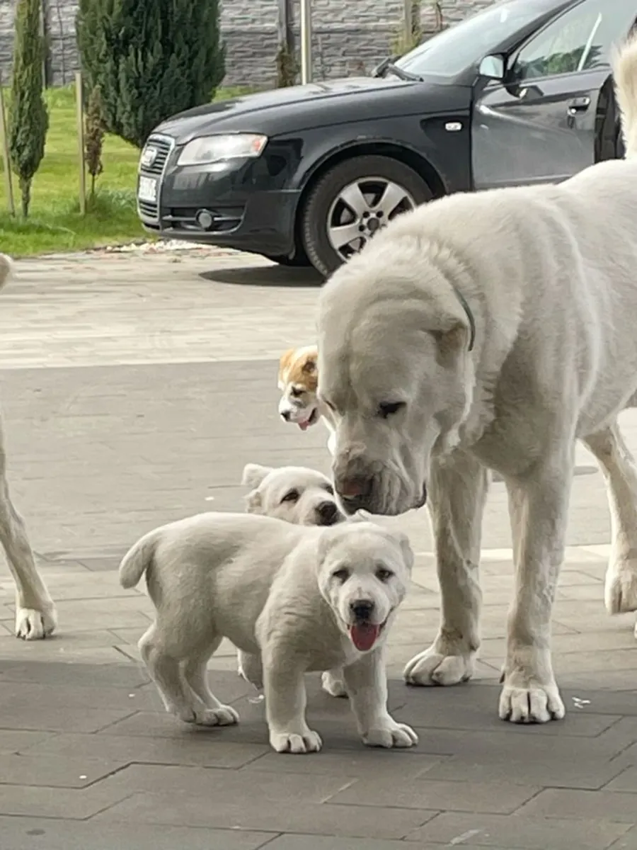 Akbash pour la reproduction | Équilibré et protecteur | Acheteurs responsables uniquement