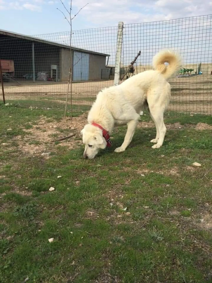 Akbash pour la reproduction | Équilibré et protecteur | Acheteurs responsables uniquement