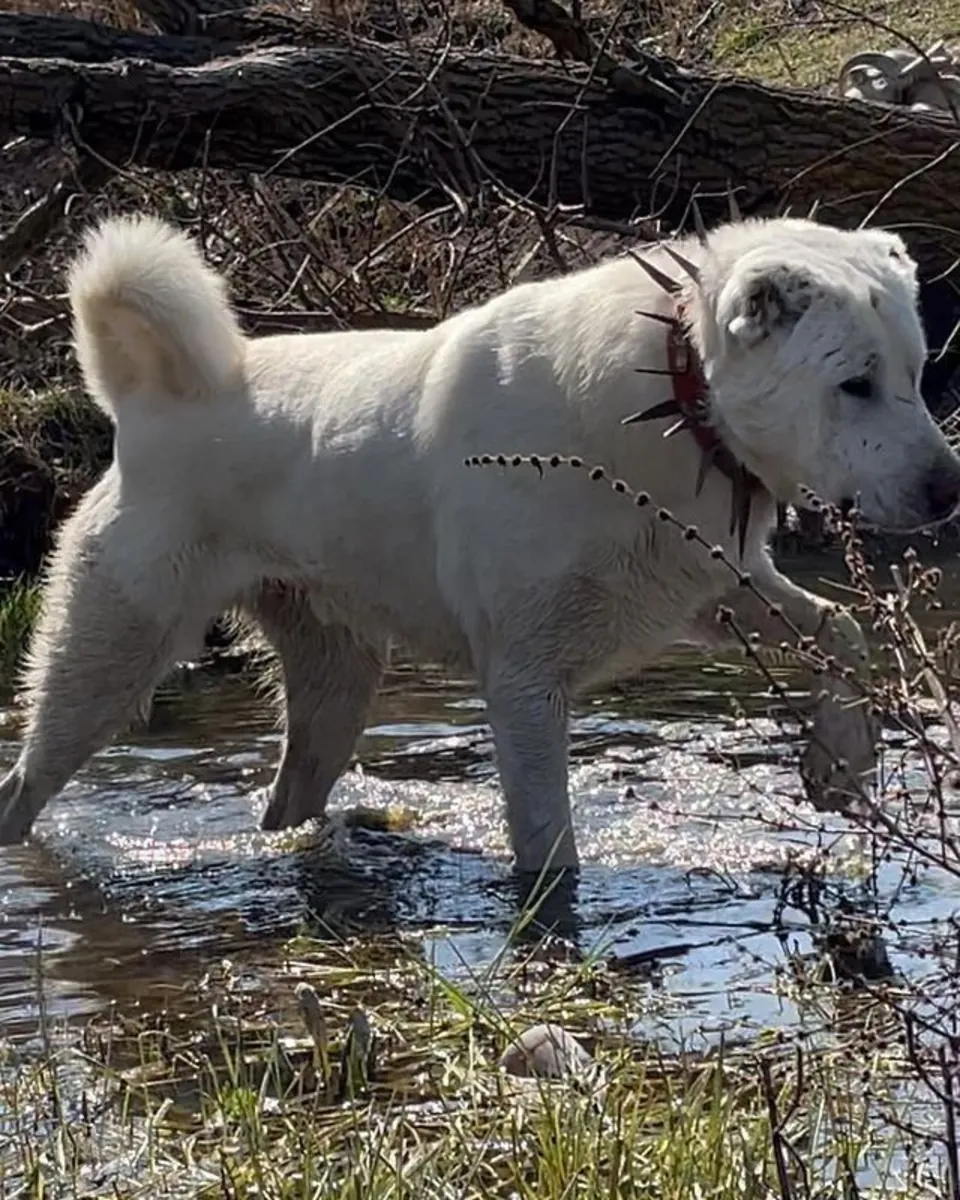 Akbash pour la reproduction | Équilibré et protecteur | Acheteurs responsables uniquement