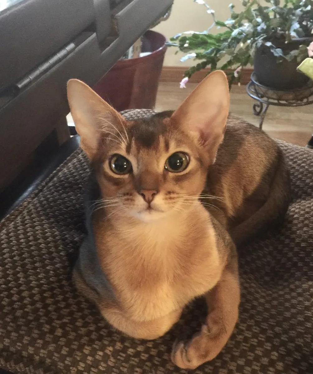 Anatolio, chat disponible à l'adoption | Calme et observateur | Recherche un foyer stable