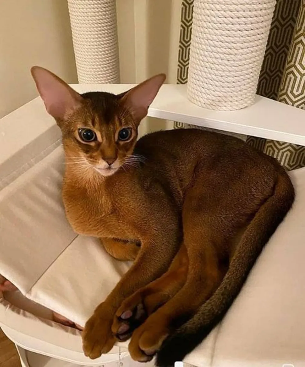 Anatolio, chat disponible à l'adoption | Calme et observateur | Recherche un foyer stable