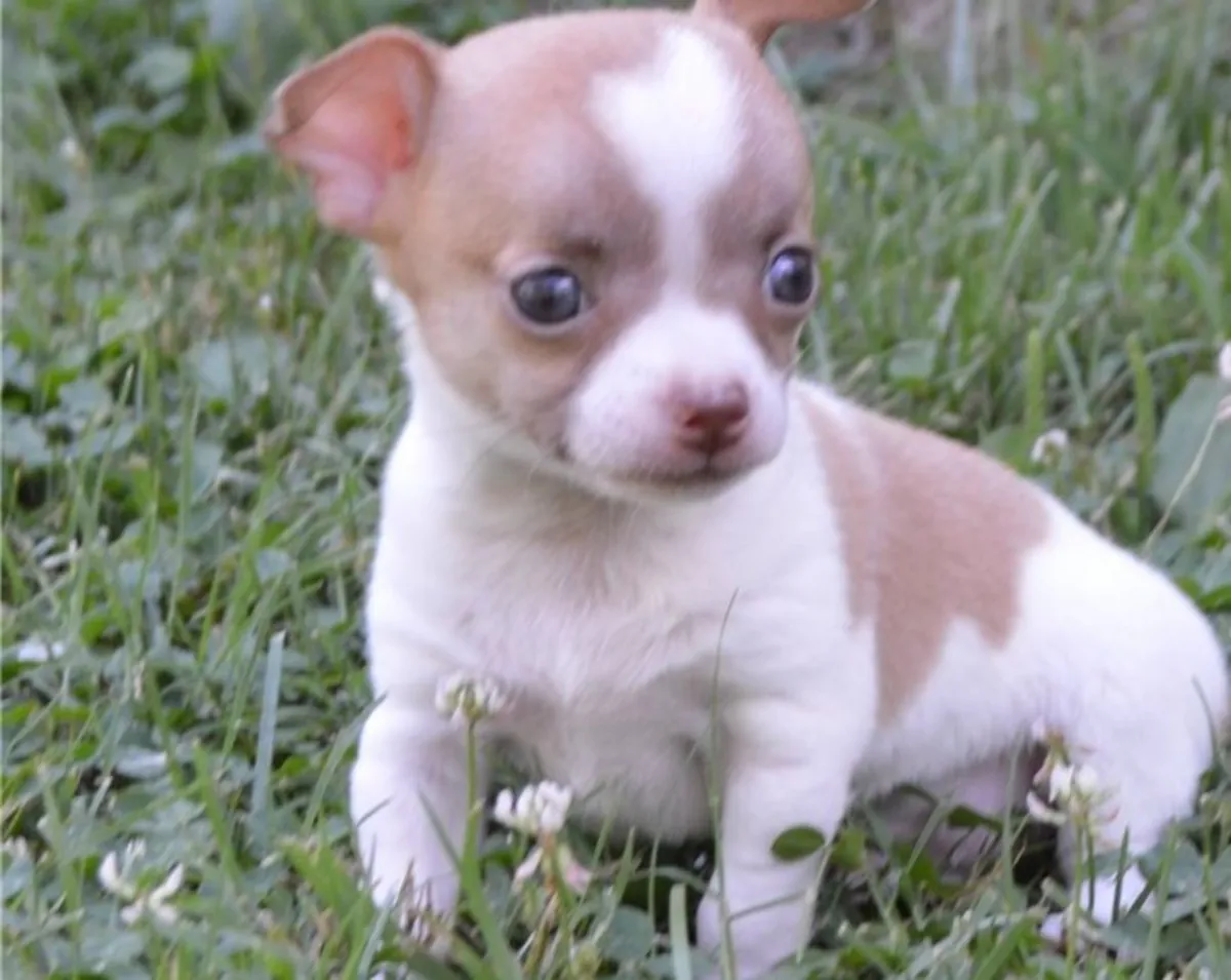  Chihuahua Puppy 12 weeks old CHIHUAHUA,