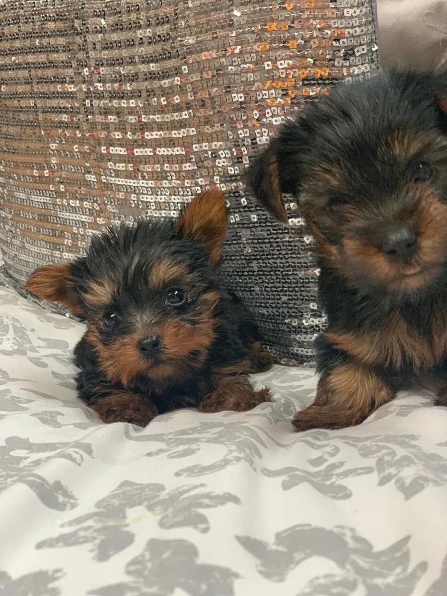 Registered Yorkie puppies