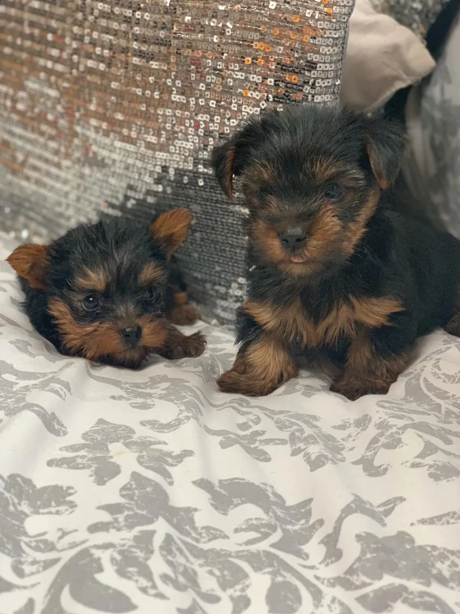 Registered Yorkie puppies