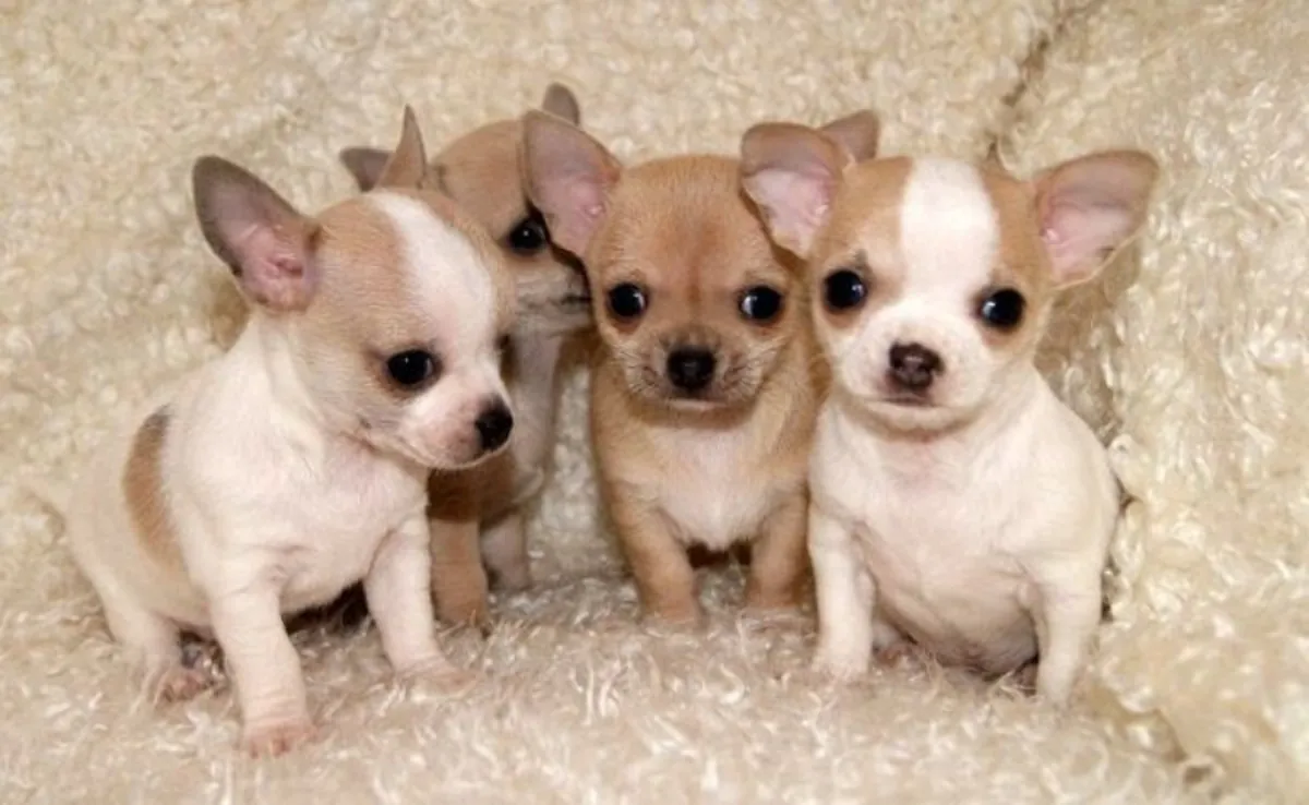Chihuahua puppies