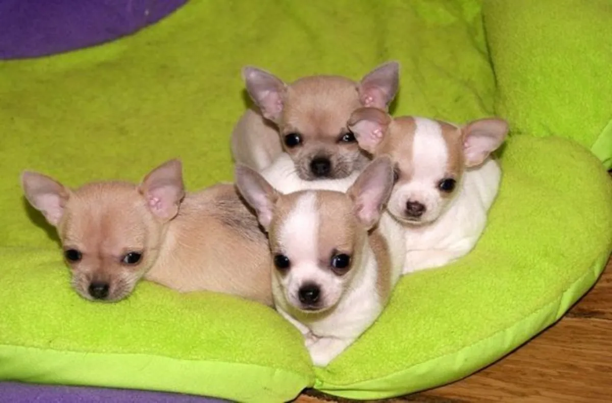 Chihuahua puppies