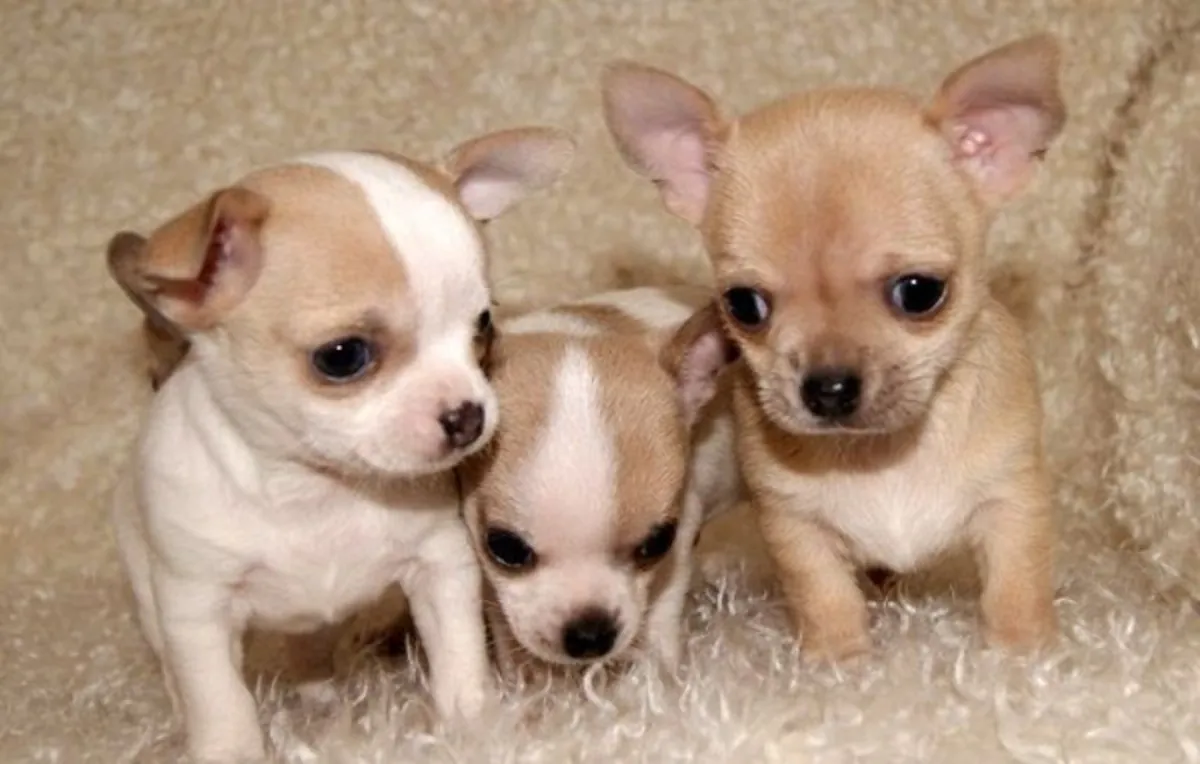 Chihuahua puppies