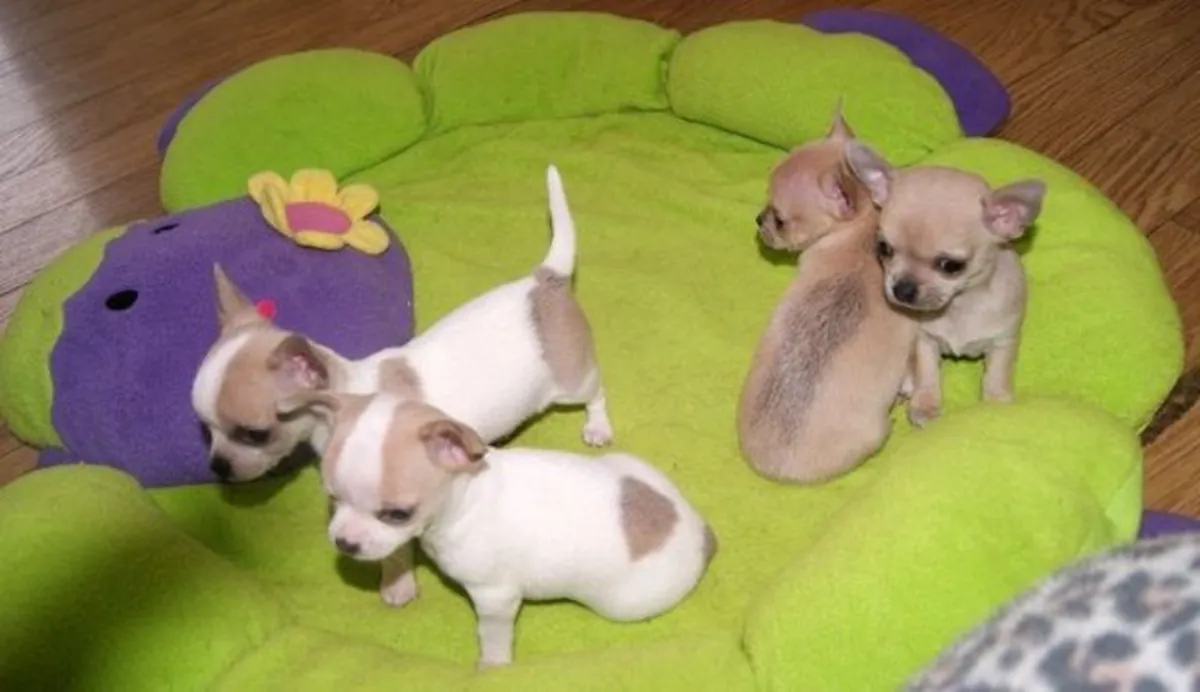 Chihuahua puppies