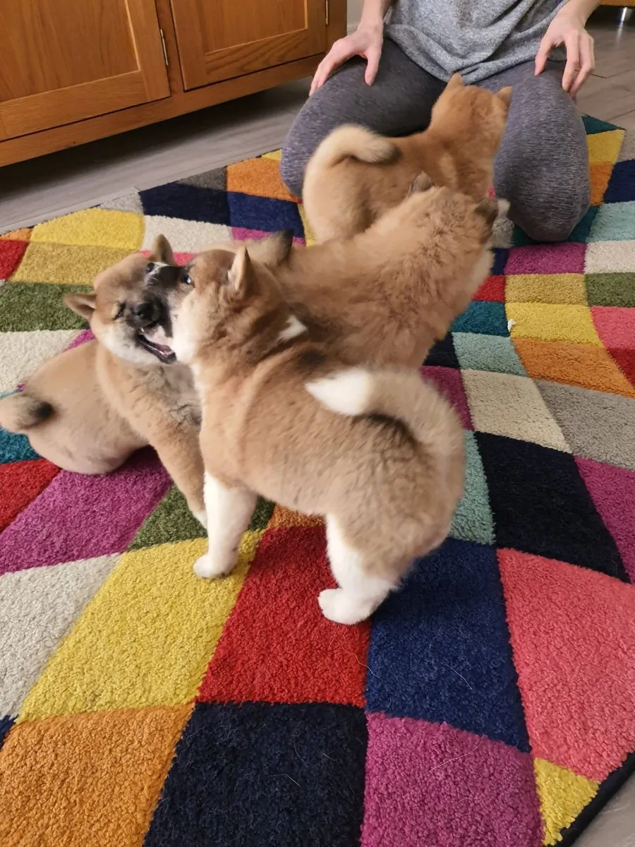 Shiba Inu puppies available