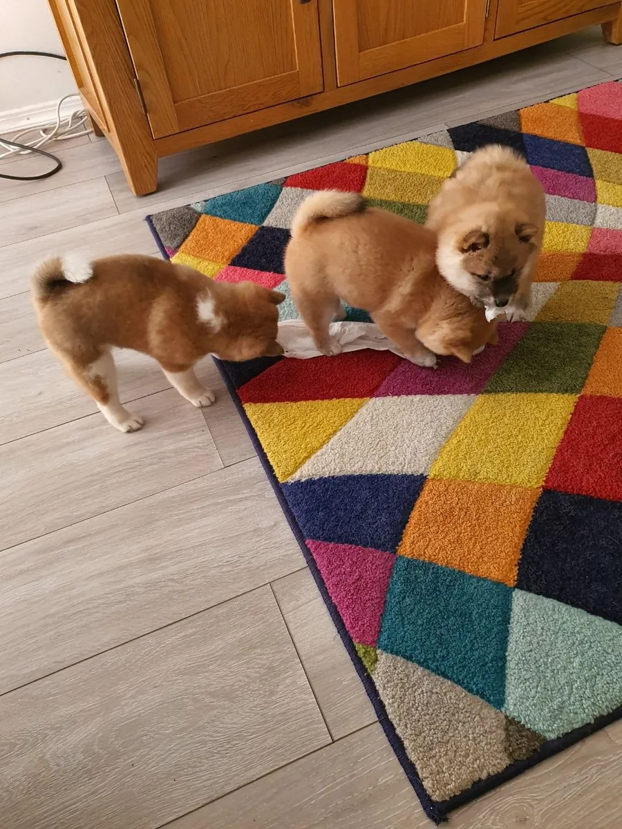 Shiba Inu puppies available