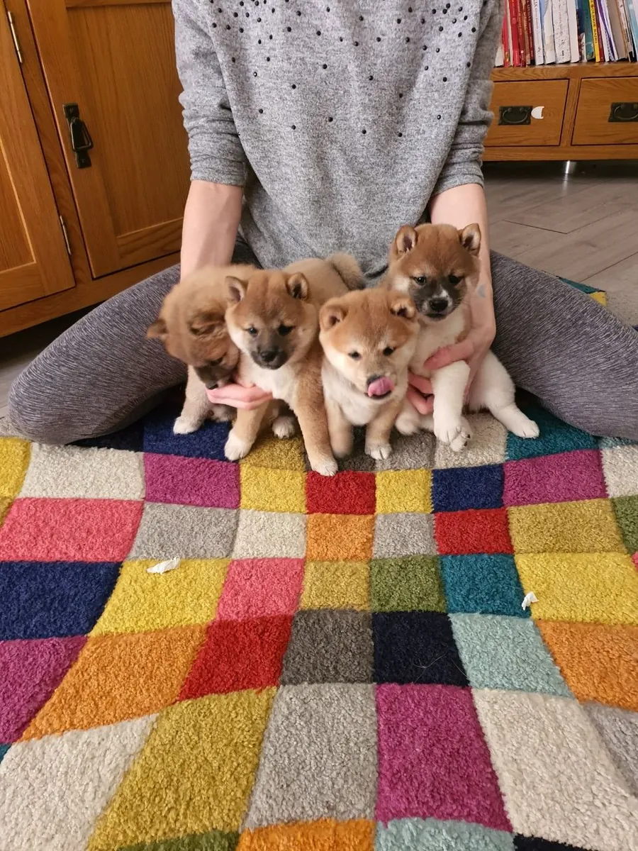 Shiba Inu puppies available