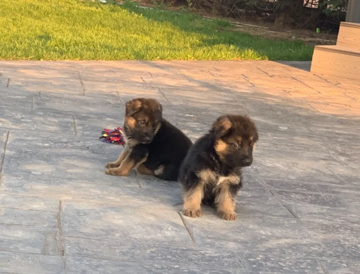 German Shepherd puppies