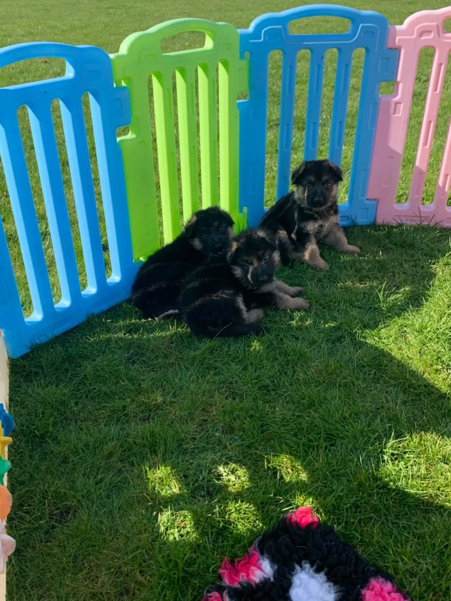 German Shepherd puppies
