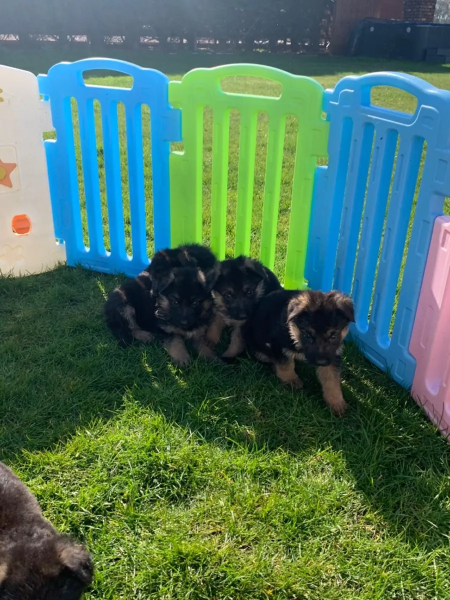 German Shepherd puppies