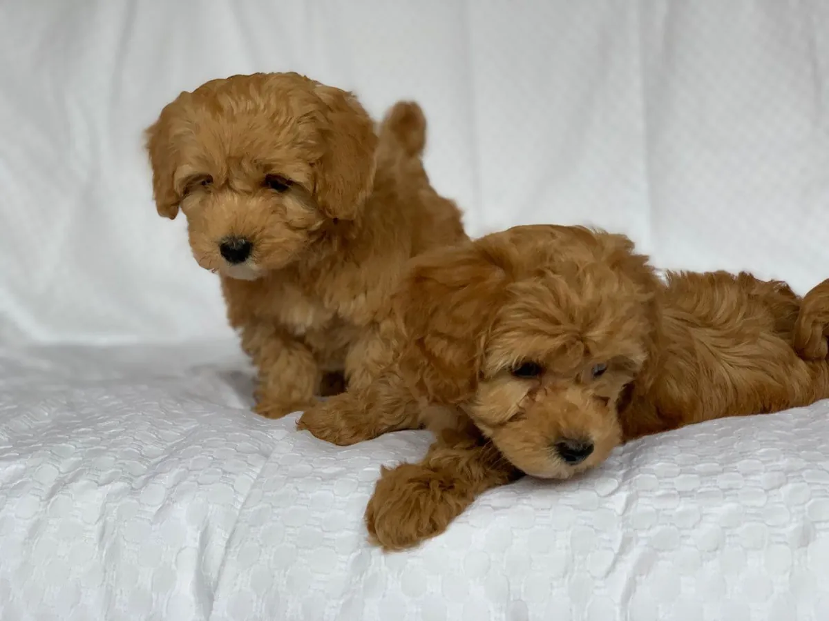 CACHORROS TOY POODLES