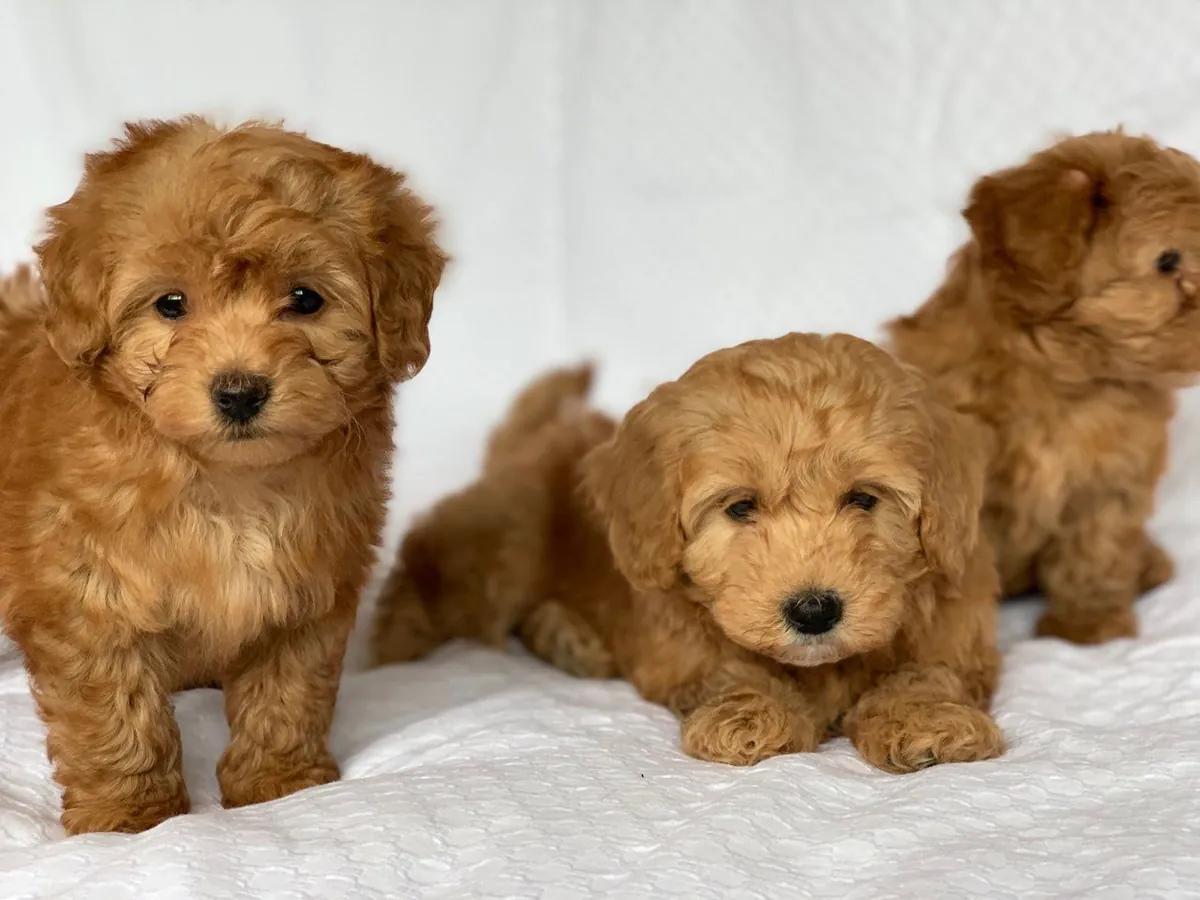 CACHORROS TOY POODLES