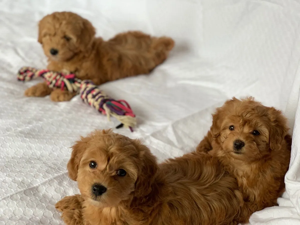 CACHORROS TOY POODLES