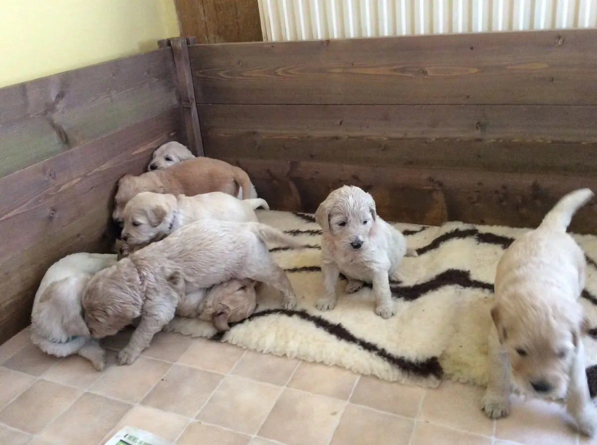 Golden Retriever puppies