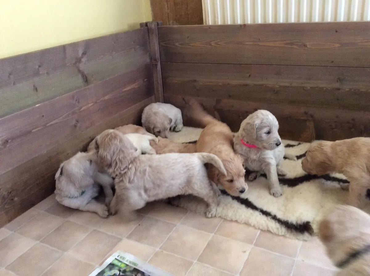 Golden Retriever puppies