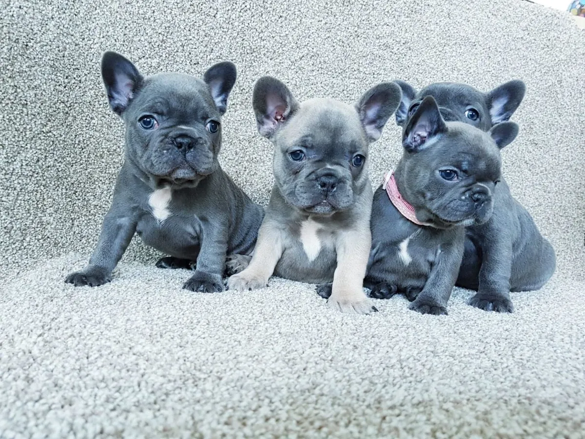 French Bulldog puppies