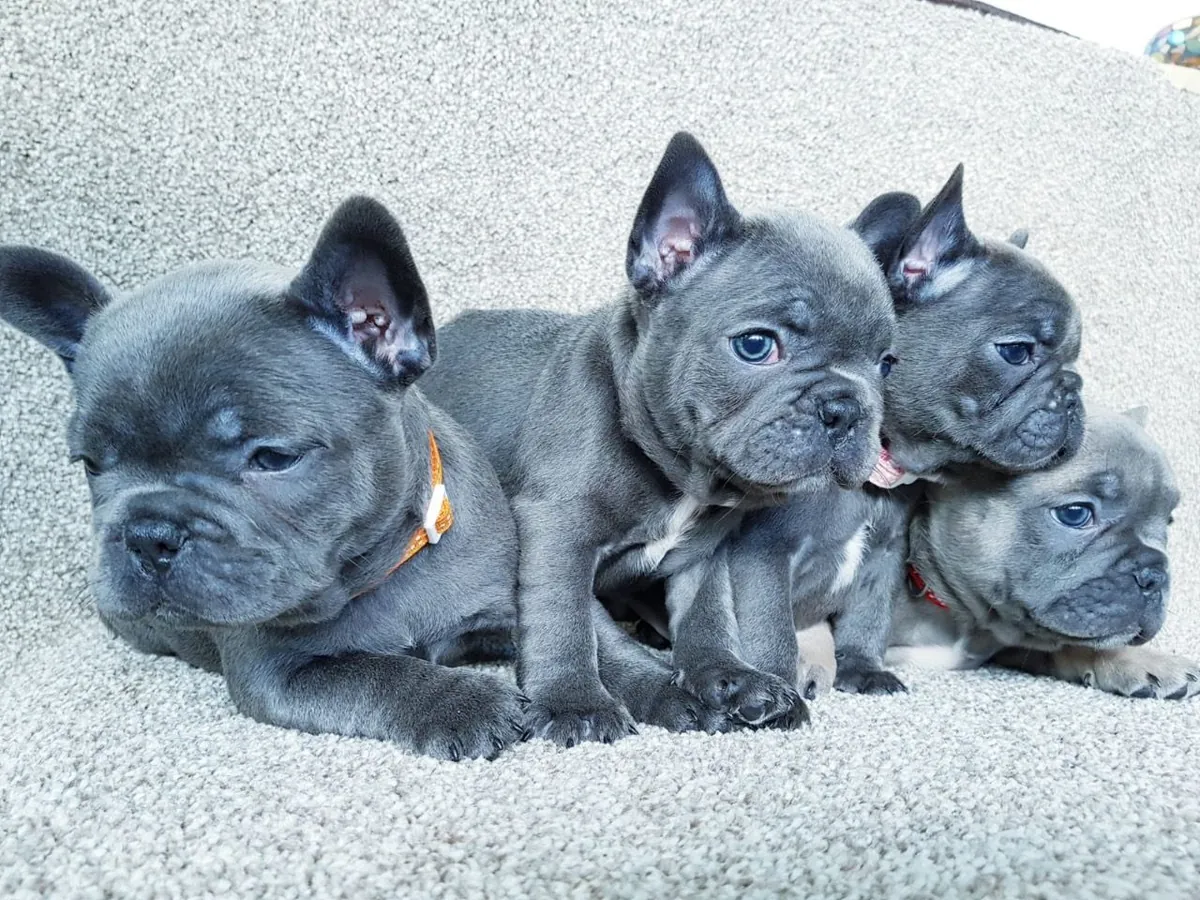 French Bulldog puppies