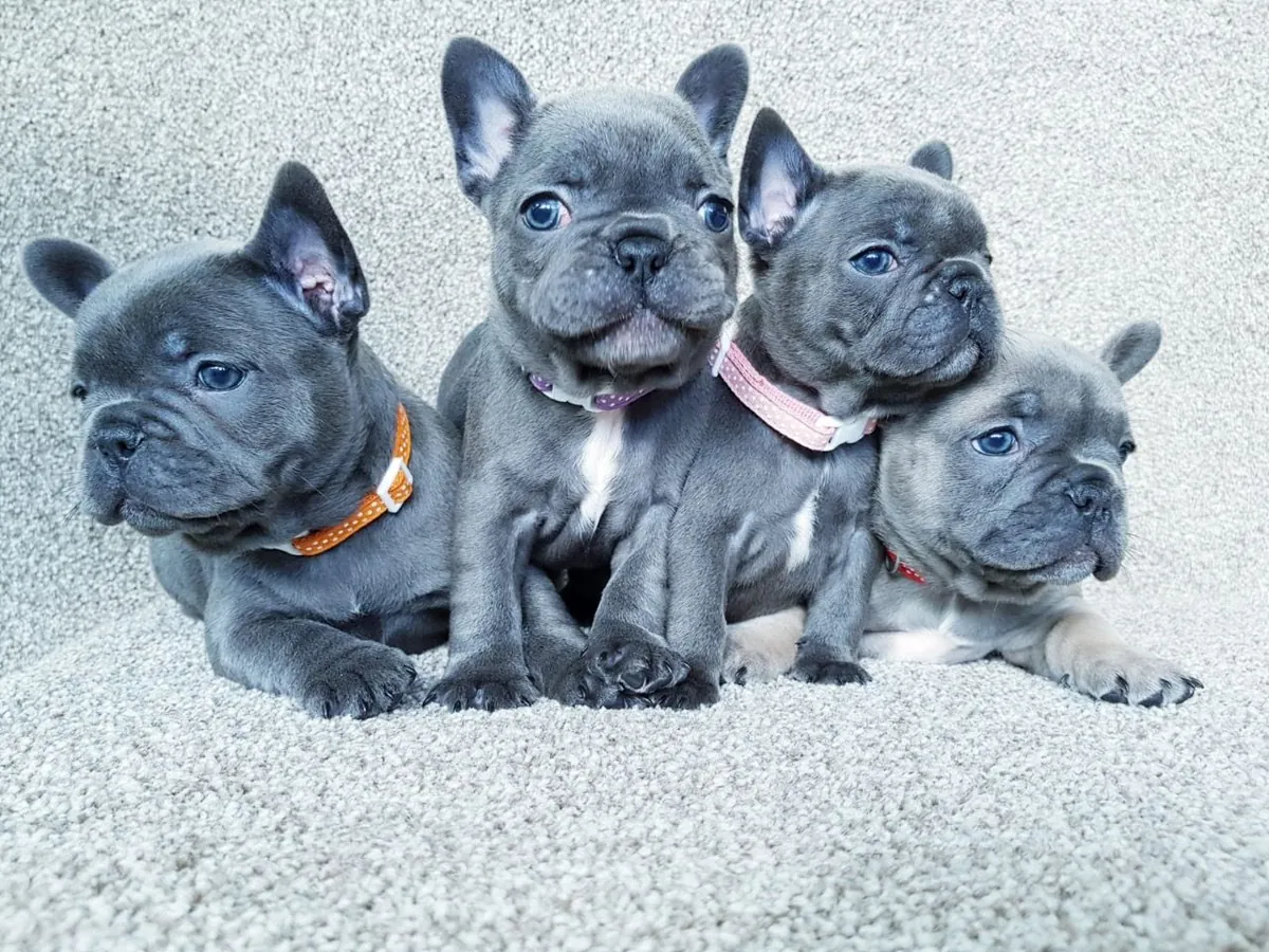 French Bulldog puppies