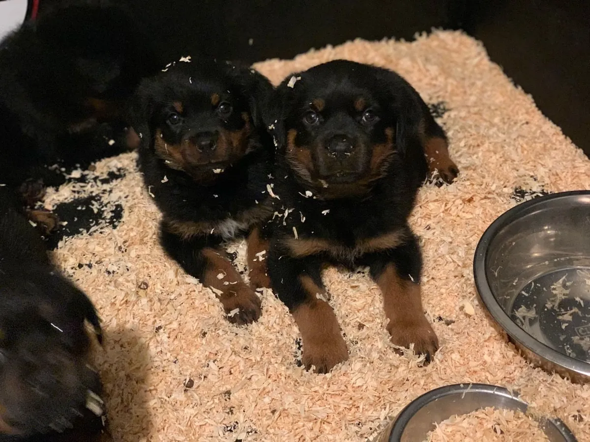 Rottweiler puppies with pedigree