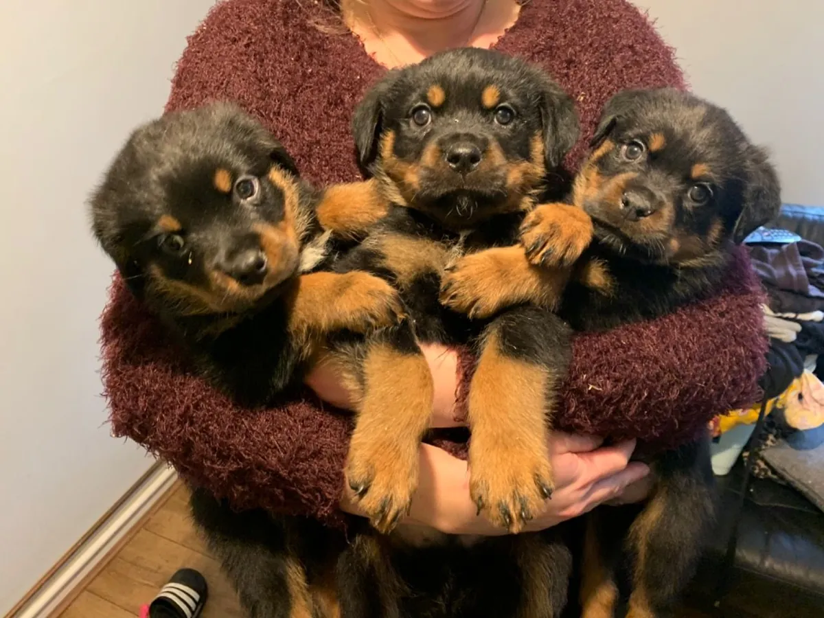 Rottweiler puppies with pedigree